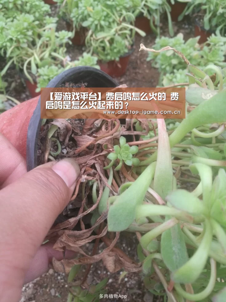 爱游戏平台